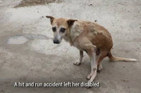 JeevSahara Foundation main dog shelter in New Delhi